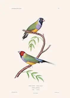 Vintage Bird Art Prints: Colorful vintage bird illustration from the mid-19th century