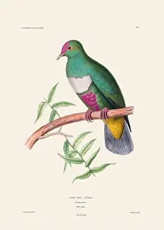 Vintage Bird Art Prints: Colorful vintage bird illustration from the mid-19th century