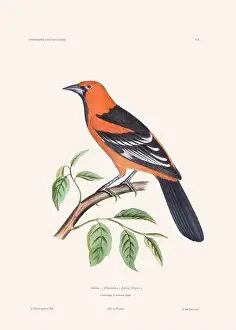 Vintage Bird Art Prints: Colorful vintage bird illustration from the mid-19th century