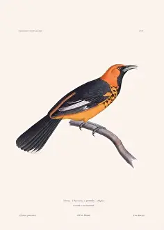 Vintage Bird Art Prints: Colorful vintage bird illustration from the mid-19th century