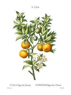 Epoch Prints: Colorful vintage botanical illustration of Citrus Bigaradia Sinensis from French book by Duhamel du Monceau