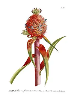 Epoch Prints: Colorful vintage botanical illustration of red Ananas (pineapple) by Christoph Jakob Trew