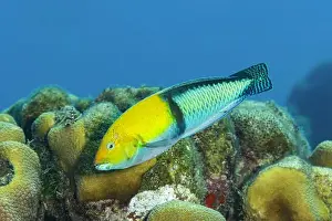 Caribbean Island Prints: A colorful Yellowhead wrasse or Halichoeres garnoti swimming over coral reefs in Bonaire waters