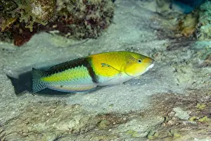 Caribbean Island Prints: A colorful Yellowhead wrasse or Halichoeres garnoti swimming over coral reefs in Bonaire waters