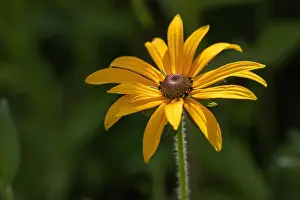 Colorrful outdoor floral macro image of a single isolated blooming yellow / perennial coneflowers on a sunny bright