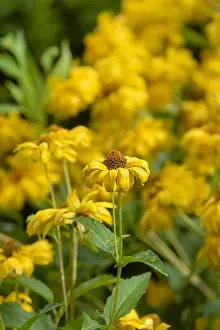 False Prints: Colorrful outdoor floral macro image of a yellow blooming false sunflower / heliopsis sunflower in a field of flowers