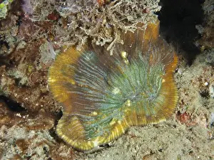 Sandy Bottom Prints: Coloured bead coral (Open brain coral) on a sandy seabed