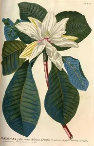 Magnolia Prints: Coloured Copperplate engraving of a Flowering Magnolia tree from hortus nitidissimus by Christoph Jakob Trew