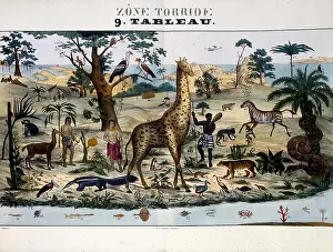 Ant Eater Prints: Coloured Illustration entitled Tropical Zone depicting animals and people in a warmer habitat for example: zebra