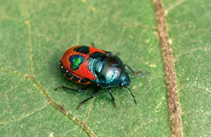 Hemiptera Prints: Colourful Australian jewel bug