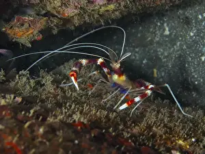 Rocky Coast Prints: Colourful Banded Coral Shrimp (Stenopus hispidus) moving on a dark seabed
