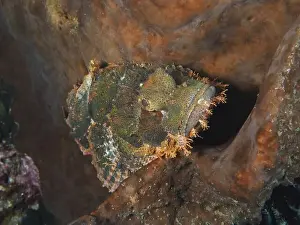 Camouflages Prints: Colourful, camouflaged fringed scorpionfish (Scorpaenopsis oxycephalus) in a coral environment