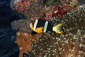 Dive Site Prints: A colourful clownfish, Clark's anemonefish (Amphiprion clarkii)
