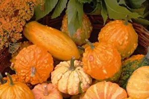Pumpkins Prints: Colourful collection of pumpkins