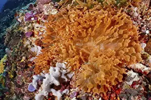 Shines Prints: Colourful copper anemone (Entacmaea quadricolor) and corals in bright orange glow under water