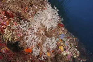 Colourfully Prints: Colourful coral formations, grape-shaped tree polyp (Eudendrium racemosum)
