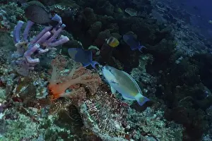 Ray Finned Fishes Prints: Several colourful fish, including a pufferhead parrotfish (Chlorurus sordidus)