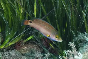 Cote Dazur Prints: A colourful fish, Mediterranean wrasse (Symphodus mediterraneus)