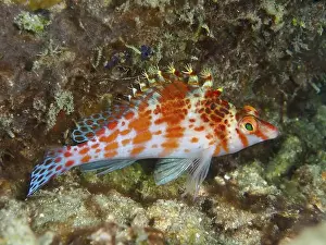 Birds Of Prey Prints: Colourful fish with red spots, Dwarf Hawkfish (Cirrhitichthys falco)