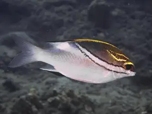 Variegated Prints: A colourful fish, sash snapper (Scolopsis bilineata)