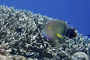 Diving Locations Prints: Colourful fish, three-lobed wrasse (Cheilinus trilobatus)