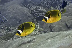 Different Coloured Prints: Two colourful fish, tobacco butterflyfish (Chaetodon fasciatus)