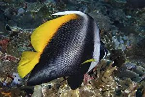 Schooling Fish Prints: A colourful fish with yellow and black patterns