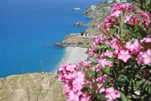 Colourful flowers bloom at the coast of the island Ikaria