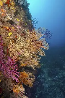 Paramuricea Clavata Prints: Colourful gorgonians in yellow