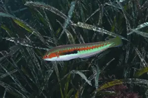 Moves Prints: A colourful iridescent fish, sea squirt (Coris julis)