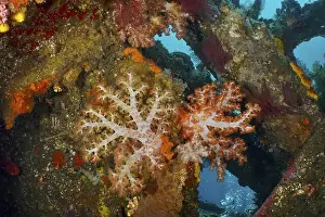 Variegated Prints: Colourful Klunzinger's tree coral (Dendronephthya klunzingeri) in a wreck