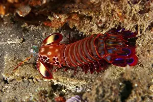Diving Locations Prints: Colourful mantis shrimp with bright red colours