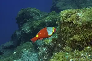 The Rock Prints: A colourful Mediterranean parrotfish (Sparisoma cretense) swimming near an algae-covered rock face
