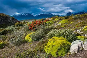 Tierra Del Fuego Prints: Colourful moss on an island in the Beagle channel