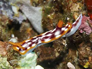 Dive Site Prints: Colourful nudibranch with a white-orange pattern