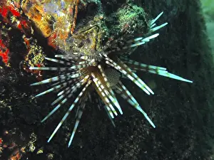 Spiky Prints: Colourful patterned sea urchin with long