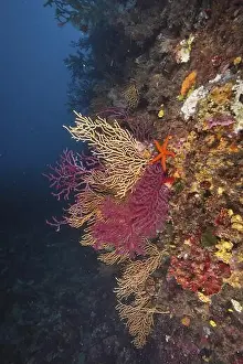 Fan Corals Prints: Colourful rock face with Red Starfish (Echinaster sepositus)
