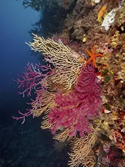 Sea Stars Prints: Colourful rock face with Red Starfish (Echinaster sepositus)