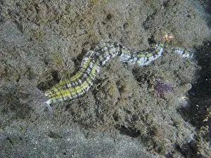 Canaries Prints: A colourful snake sea cucumber (Euapta lappa)