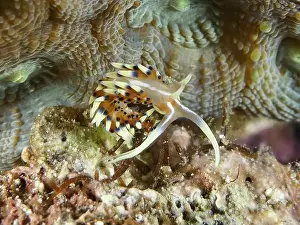 Underwater Scene Prints: Colourful, spotted sea snail with long appendages