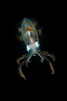 Reef Squids Prints: Colourful squid at night, Lembeh Strait, North Sulawesi, Indonesia