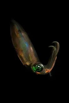 Reef Squids Prints: Colourful squid at night, Lembeh Strait, North Sulawesi, Indonesia
