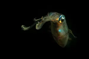 Reef Squids Prints: Colourful squid at night, Lembeh Strait, North Sulawesi, Indonesia