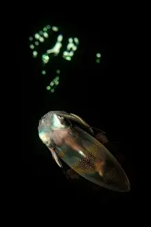 Reef Squids Prints: Colourful squid at night, Lembeh Strait, North Sulawesi, Indonesia