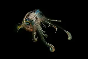 Reef Squids Prints: Colourful squid swimming at night, Lembeh Strait, North Sulawesi, Indonesia