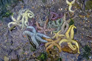Lies Prints: Colourful starfish (Echinodermata spec)
