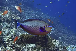 Different Coloured Prints: A colourful tropical masked nose doctor fish (Naso vlamingii) swims among smaller fish in the sea