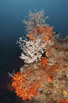 Miscellaneous Prints: Colourful underwater landscape with various creatures