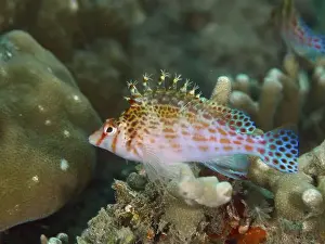 Birds Of Prey Prints: Colourful underwater photo with Dwarf Hawkfish (Cirrhitichthys falco) between corals