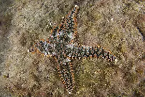 Starfishes Prints: A colourful white starfish (Coscinasterias tenuispina) with orange details on a sandy bottom